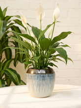 Load image into Gallery viewer, Vintage rounded ceramic planter with cobalt blue drip glaze, pale blue body, and glossy dark brown rim
