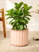 Load image into Gallery viewer, Vintage blush pink glazed ceramic planter with vertical fluting and scalloped wavy rim

