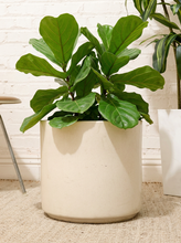 Load image into Gallery viewer, Vintage blush pink cylindrical planter with simple rounded sides, open top, and softly aged finish
