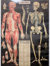 Load image into Gallery viewer, Framed vintage-style French anatomical chart titled L'Anatomie featuring a red human muscular system illustration beside an ivory skeletal figure, smaller scientific diagrams, a black background, white matting, and a black frame.

