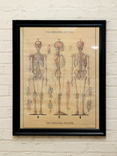 Load image into Gallery viewer, Framed vintage-style anatomical chart titled The Skeletal System featuring three detailed human skeleton illustrations in front, side, and back views with smaller anatomical diagrams, sepia parchment background, and black wooden-style frame.
