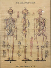 Load image into Gallery viewer, An educational anatomical poster titled 'THE SKELETON SYSTEM' showing three full-body views of a human skeleton on a parchment-style beige background with fine line drawings and labels.
