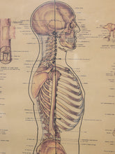Load image into Gallery viewer, Vintage anatomical poster showing a human skeleton in profile on a beige background, with labeled bones and medical illustrations.
