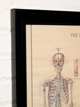 Load image into Gallery viewer, A framed vintage-style anatomical skeleton print with a black frame, shown against a white painted brick wall. The print features a sepia-toned background with a detailed human skeleton illustration and partial text at the top.
