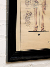 Load image into Gallery viewer, Framed vintage anatomical print showing human foot and lower leg skeletal diagrams, mounted on a white brick wall.
