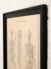Load image into Gallery viewer, Framed vintage-style anatomical chart titled The Skeletal System featuring three detailed human skeleton illustrations in front, side, and back views with smaller anatomical diagrams, sepia parchment background, and black wooden-style frame.
