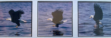 Load image into Gallery viewer, Bald Eagle Fishing Sequence, Photos Framed

