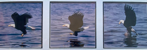 Bald Eagle Fishing Sequence, Photos Framed