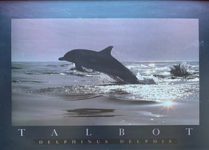 Delphinus Delphis, Poster Framed