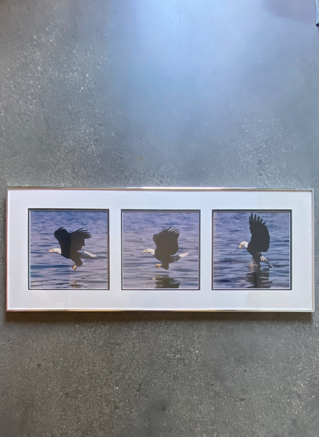 Bald Eagle Fishing Sequence, Photos Framed