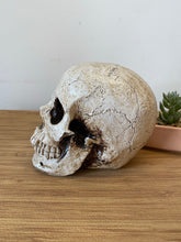 Load image into Gallery viewer, Skull Sculpture Art
