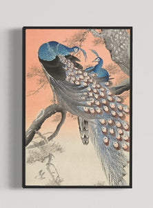 Japanese Peacock