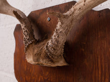Load image into Gallery viewer, Antique Antlers
