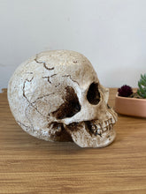 Load image into Gallery viewer, Skull Sculpture Art
