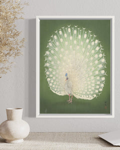 Peacock in White Frame