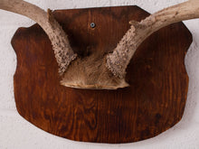 Load image into Gallery viewer, Antique Antlers
