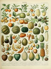 Load image into Gallery viewer, Vegetable Garden Poster
